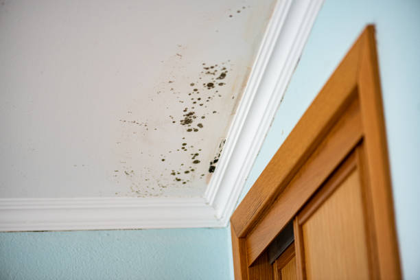 Best Mold Remediation for Specific Building Types in Spring Creek, NV