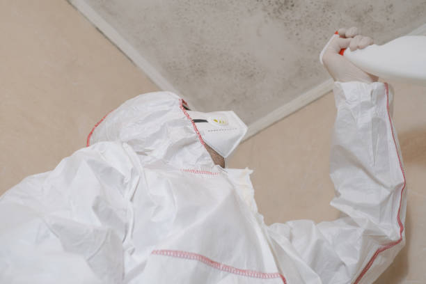Best Industrial Mold Remediation in Spring Creek, NV