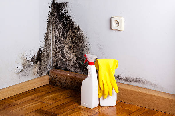 Best Basement Mold Remediation in Spring Creek, NV