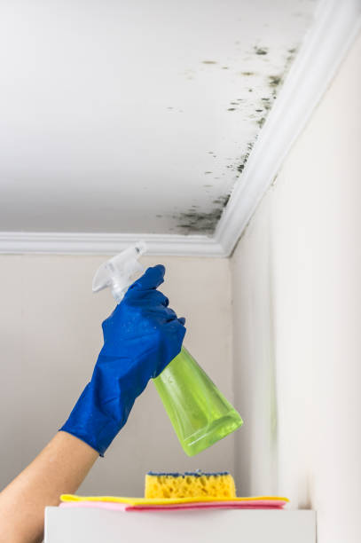 Best Post-Flood Mold Remediation in Spring Creek, NV